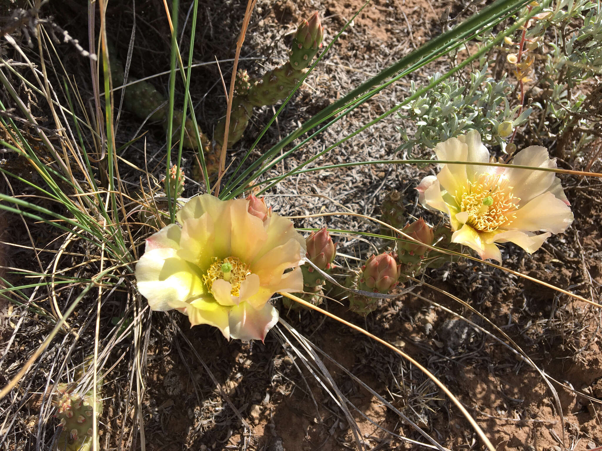 Opuntia fragilis (Nutt.) Haw. resmi