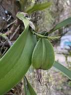 Image of Prosthechea aemula (Lindl.) W. E. Higgins