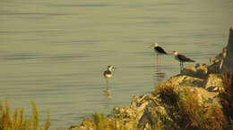 Image of Black-winged Stilt