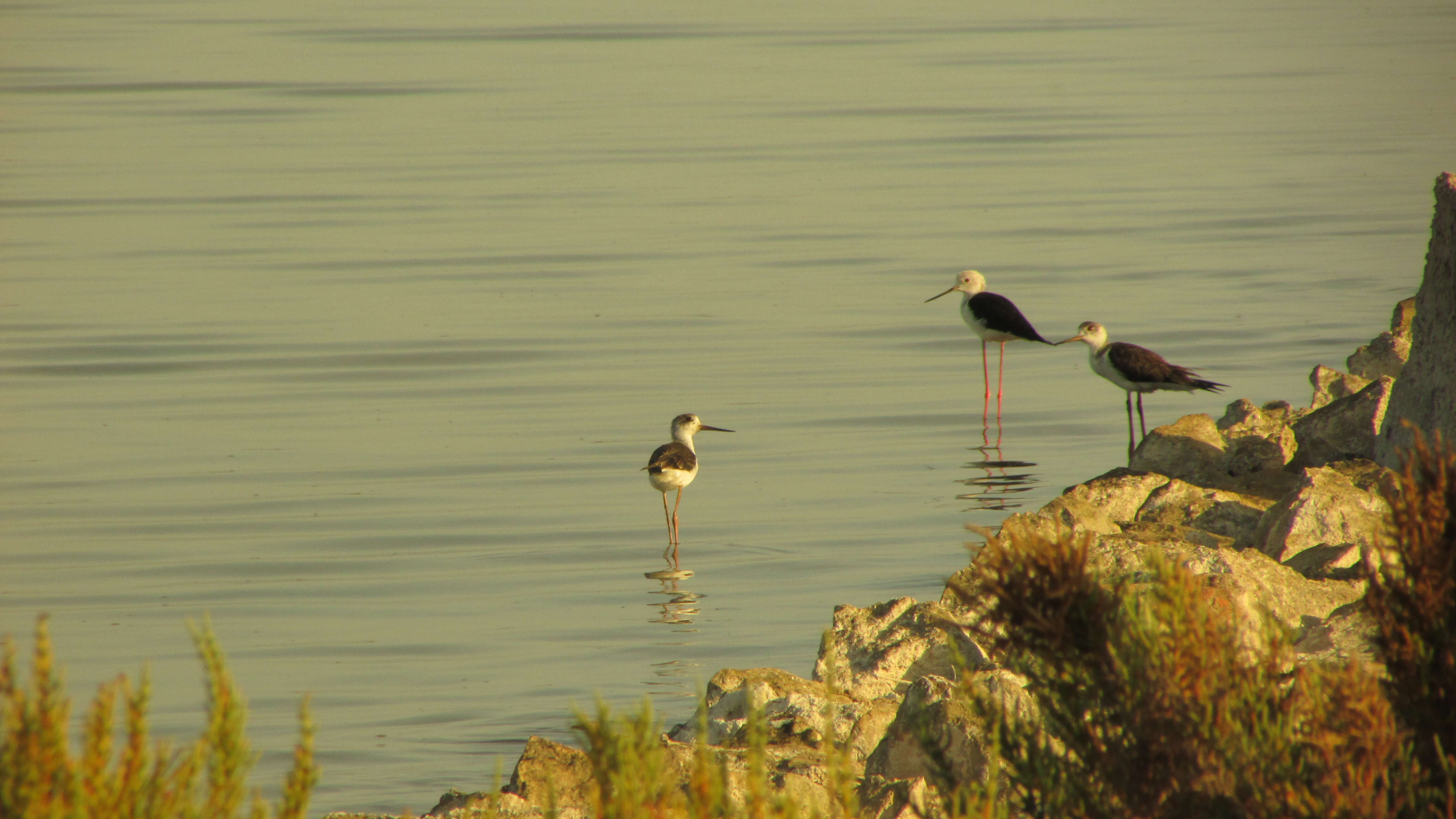 Image of Black-winged Stilt