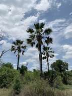 Image of palmyra palm