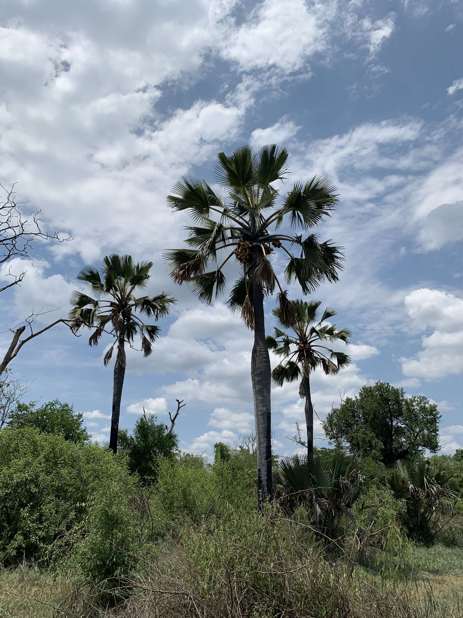 Image of palmyra palm