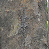 Image of Indian flying lizard