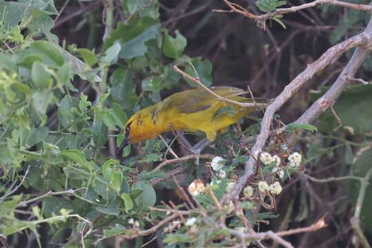 Ploceus ocularis crocatus (Hartlaub 1881)的圖片