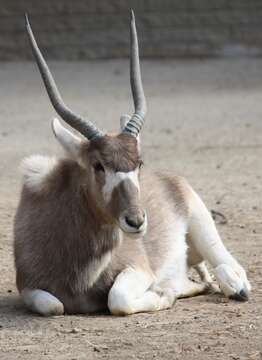 Image of Addax Laurillard 1841