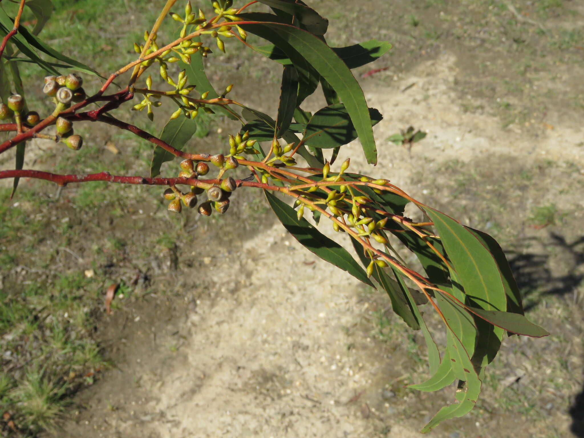 Eucalyptus radiata A. Cunn. ex DC. resmi