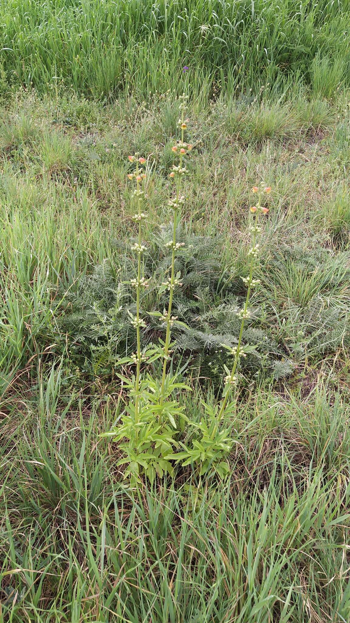 Scrophularia sambucifolia L. resmi