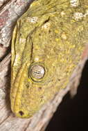 Image of New Caledonia Giant Gecko