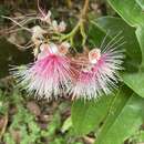 Image of Syzygium pycnanthum Merr. & Perry
