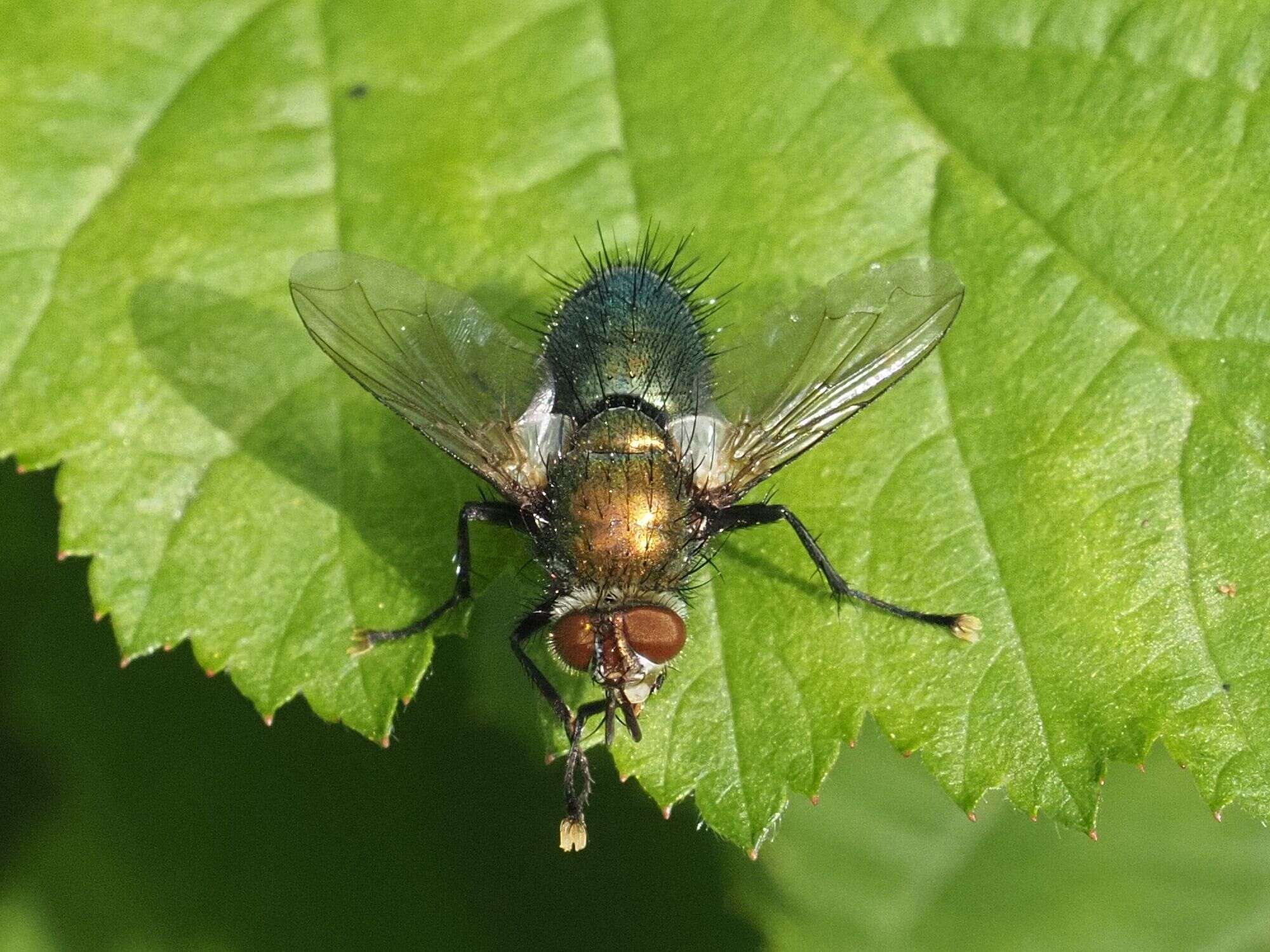 Image of Chrysosomopsis Townsend 1916