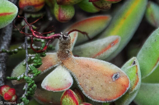 Image of Purple Stonecrop