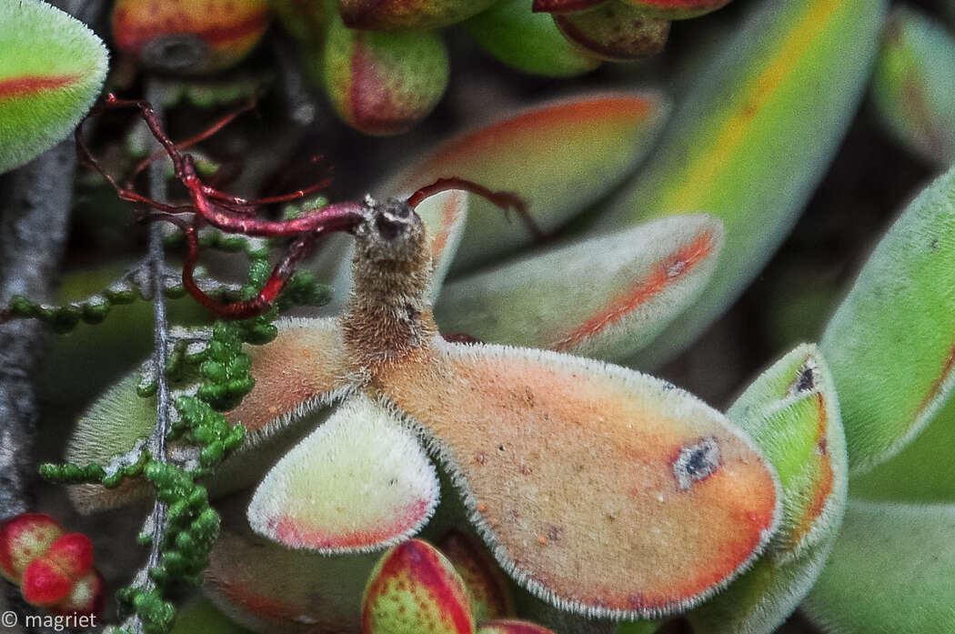 Слика од Crassula atropurpurea (Haw.) D. Dietr.