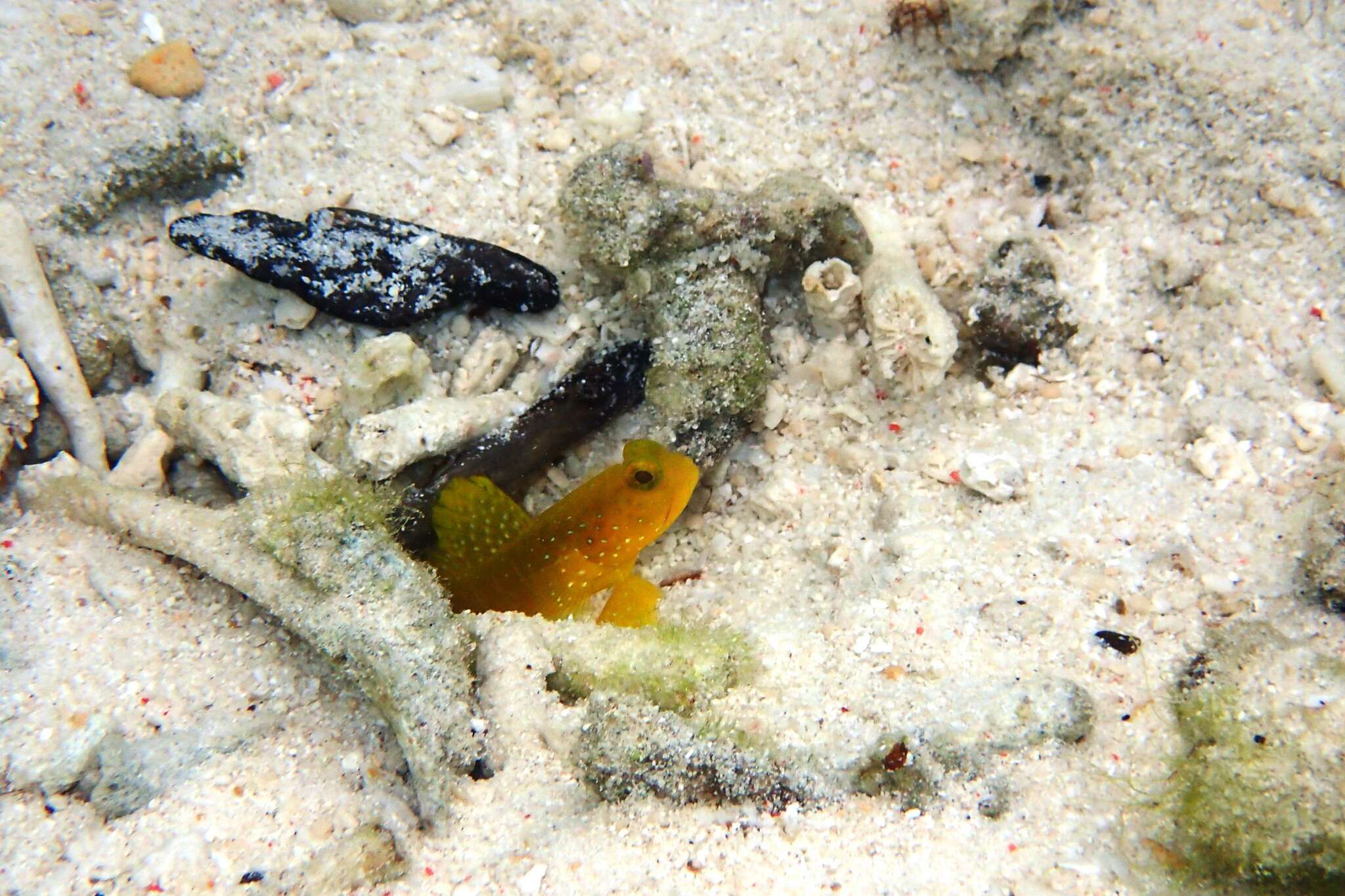 Image of Yellow prawn-goby