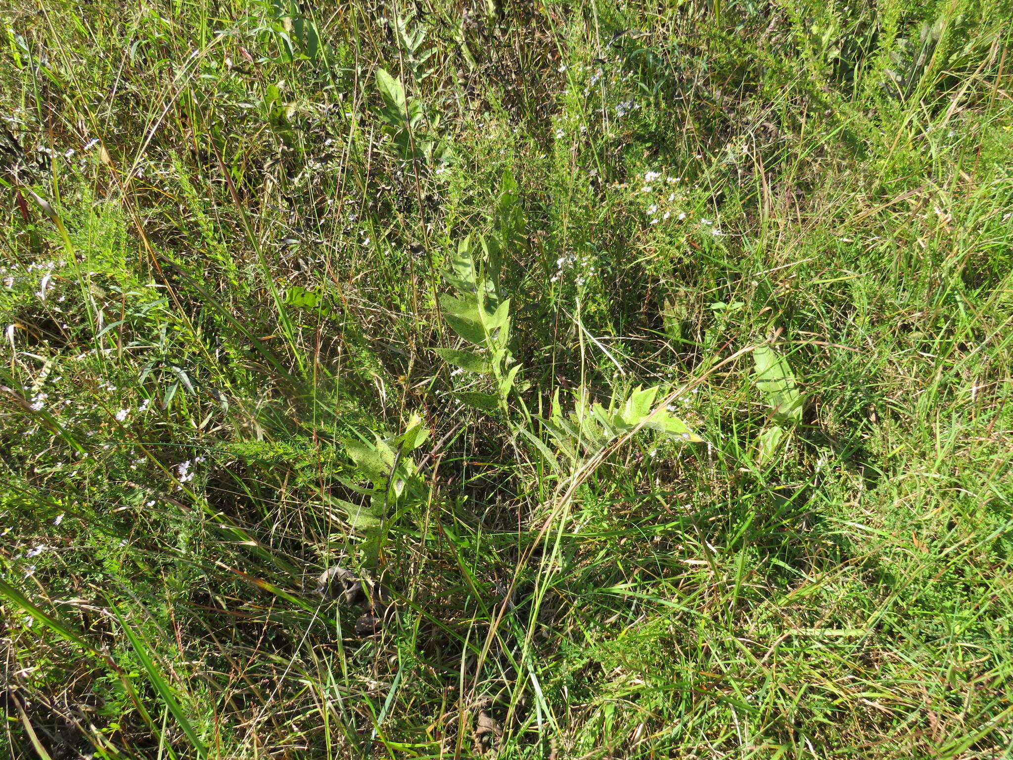 Image of tansy rosinweed