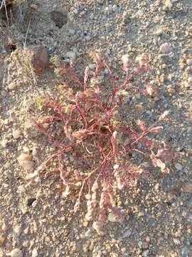 صورة Euphorbia phylloclada Boiss.