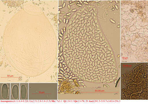 Image de Thelebolus stercoreus Tode 1790