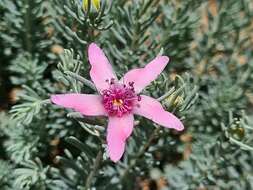 Image de Reaumuria alternifolia (Labill.) Britten