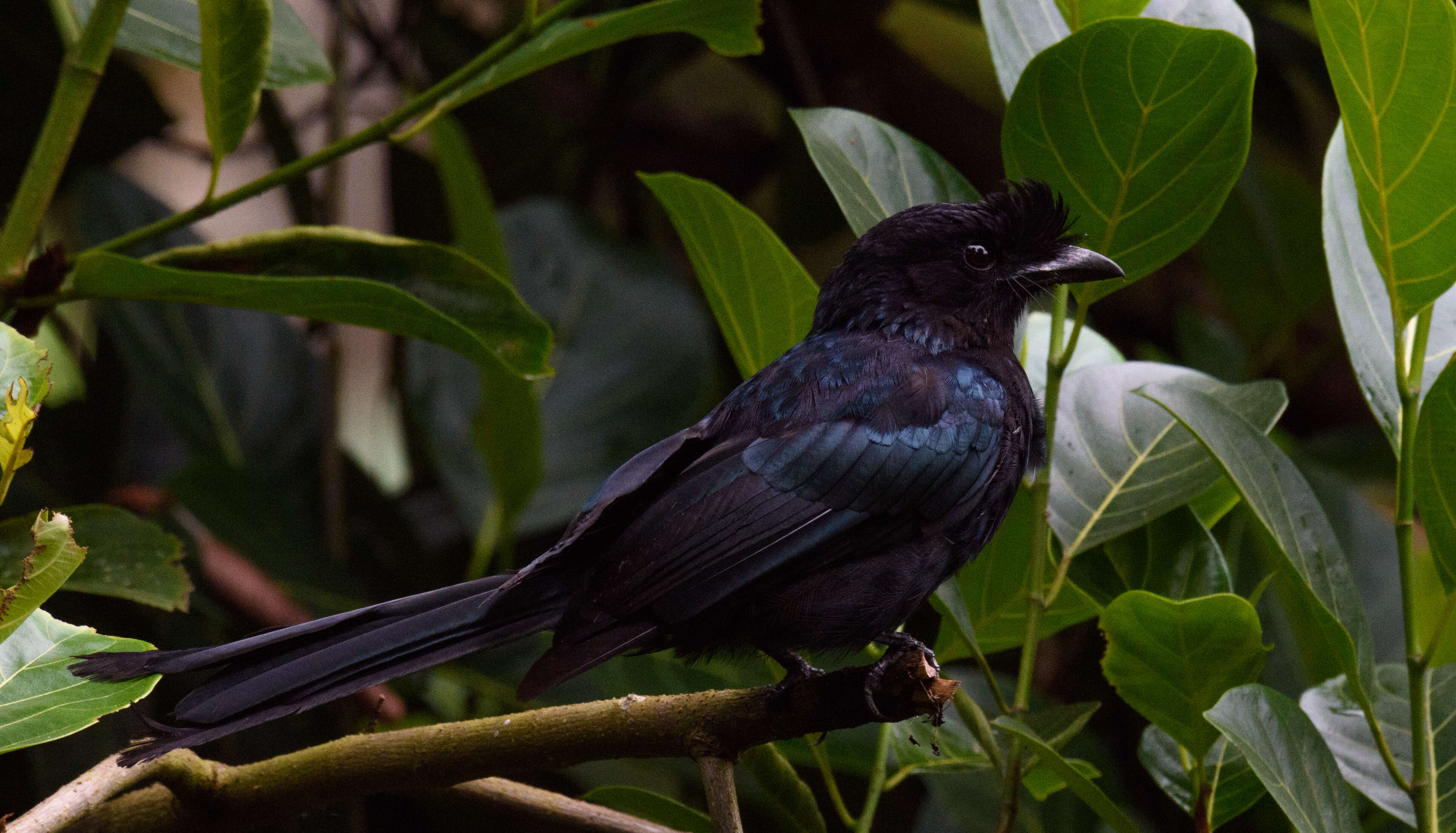 Image of Black Drongo