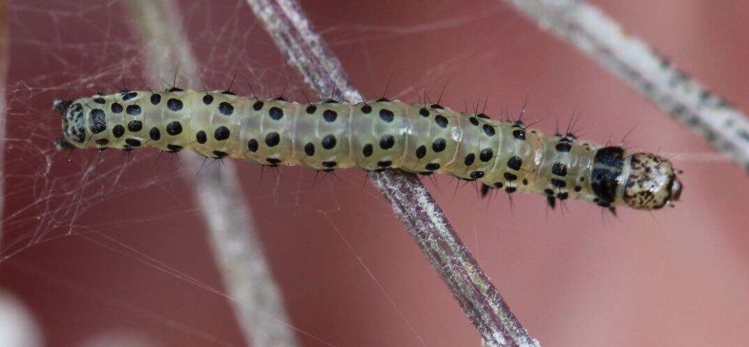 صورة Sitochroa palealis Schiffermüller