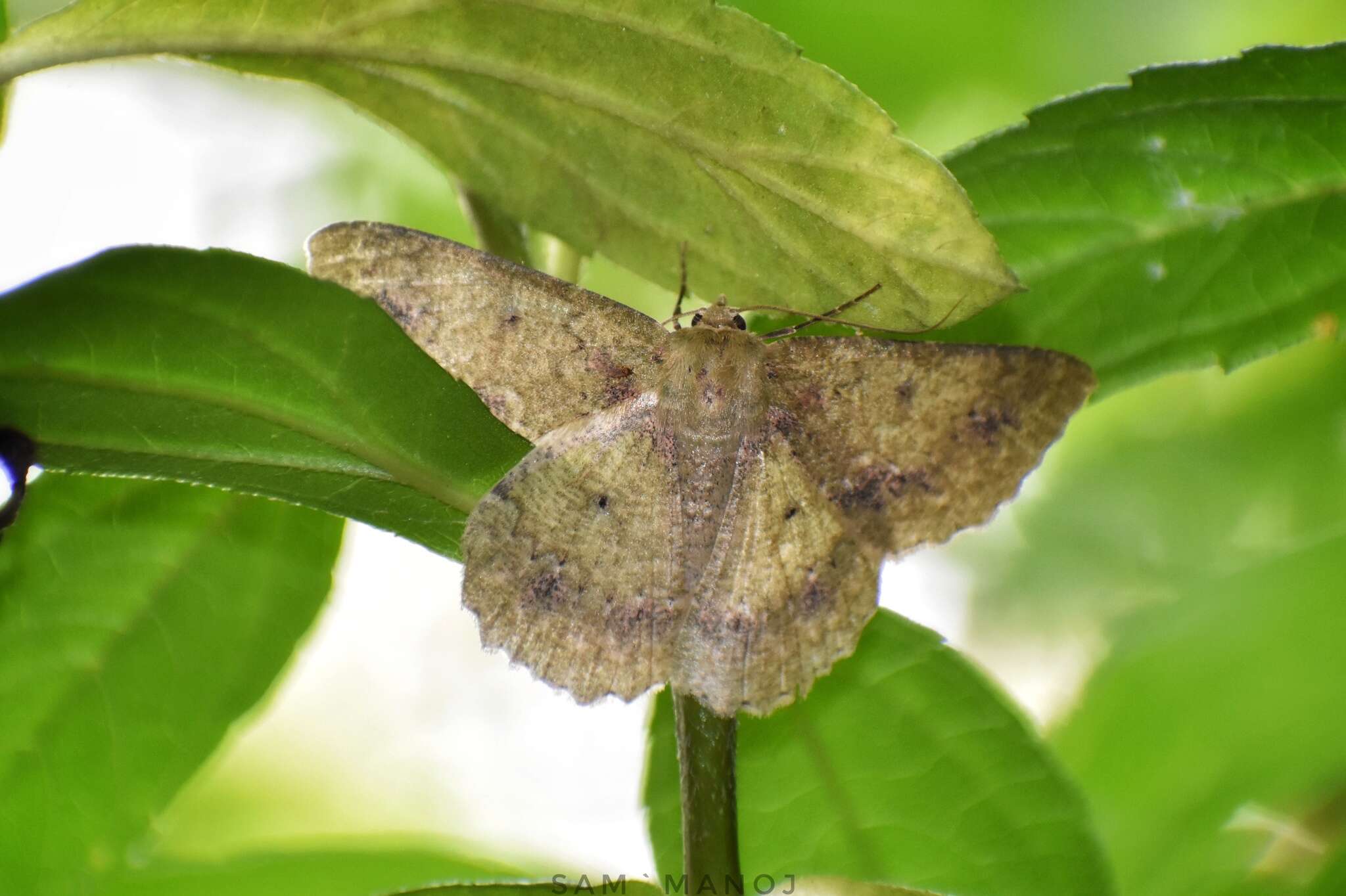 Image of Herochroma cristata Warren 1894