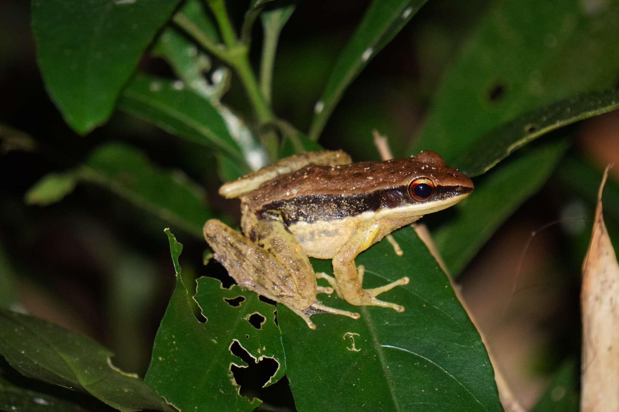 Image of Sylvirana malayana Sheridan & Stuart 2018