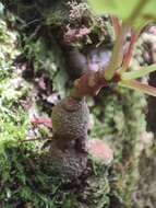 Image de Impatiens parasitica Bedd.