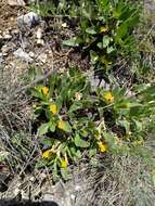 Image of Ajuga salicifolia (L.) Schreb.