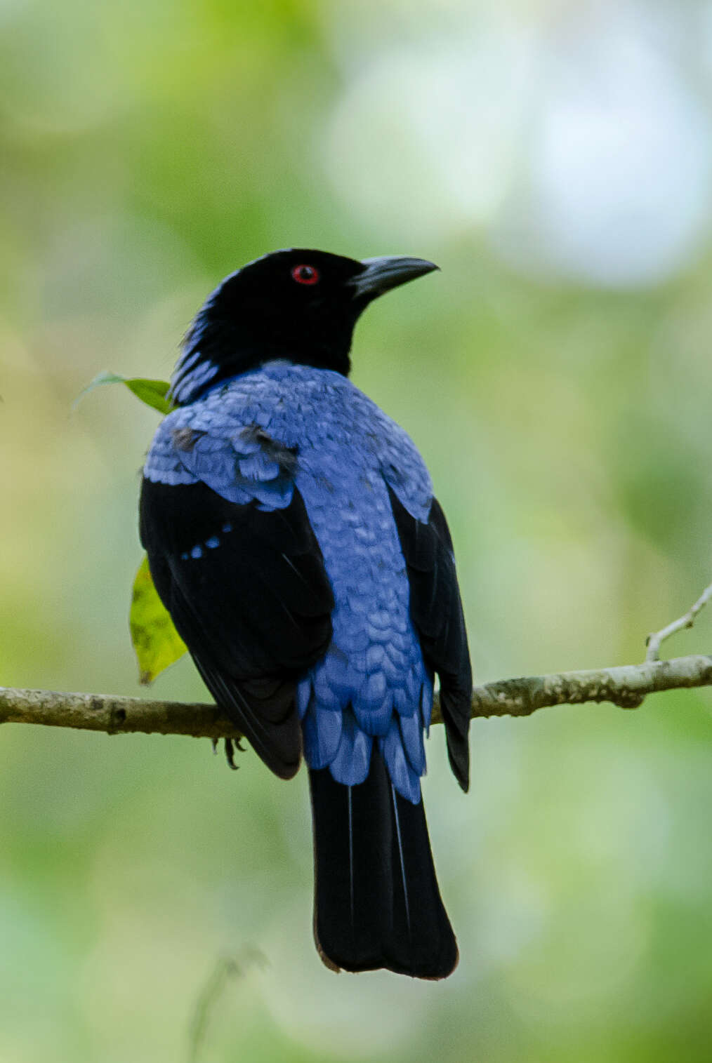 Image of fairy-bluebirds