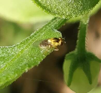 Image of Thaumatomyia notata (Meigen 1830)