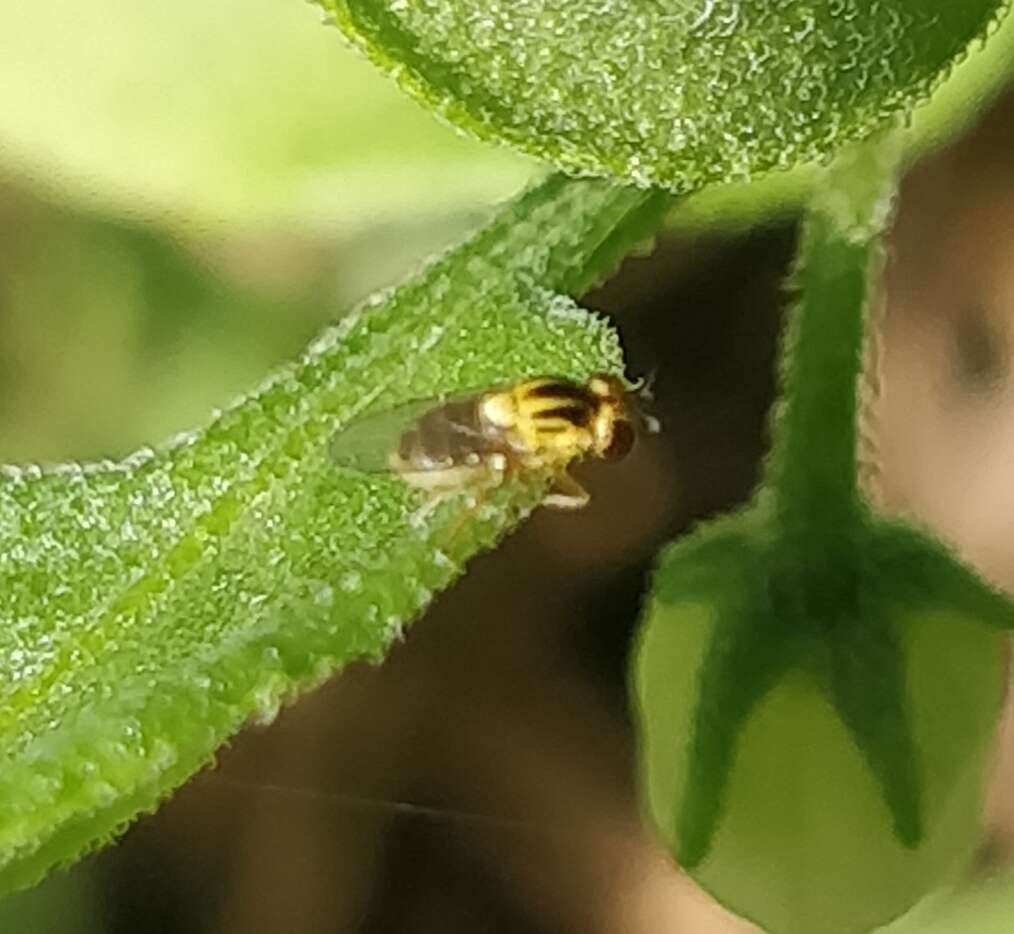 Image of Thaumatomyia notata (Meigen 1830)