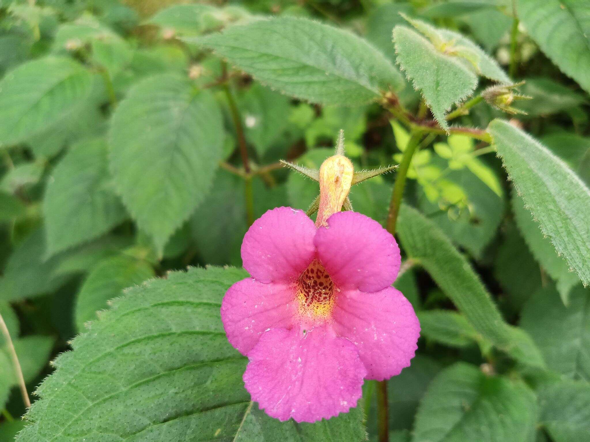 Image of Achimenes skinneri Lindl.