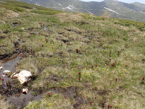 Imagem de Pedicularis olympica Boiss.