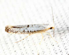 Image of Speckled Argyresthia