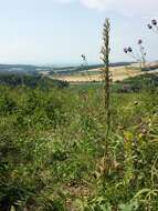 Image of Adriatic lizard orchid