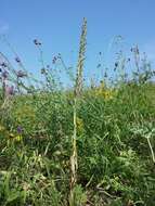 Image of Adriatic lizard orchid