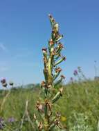 Image of Adriatic lizard orchid