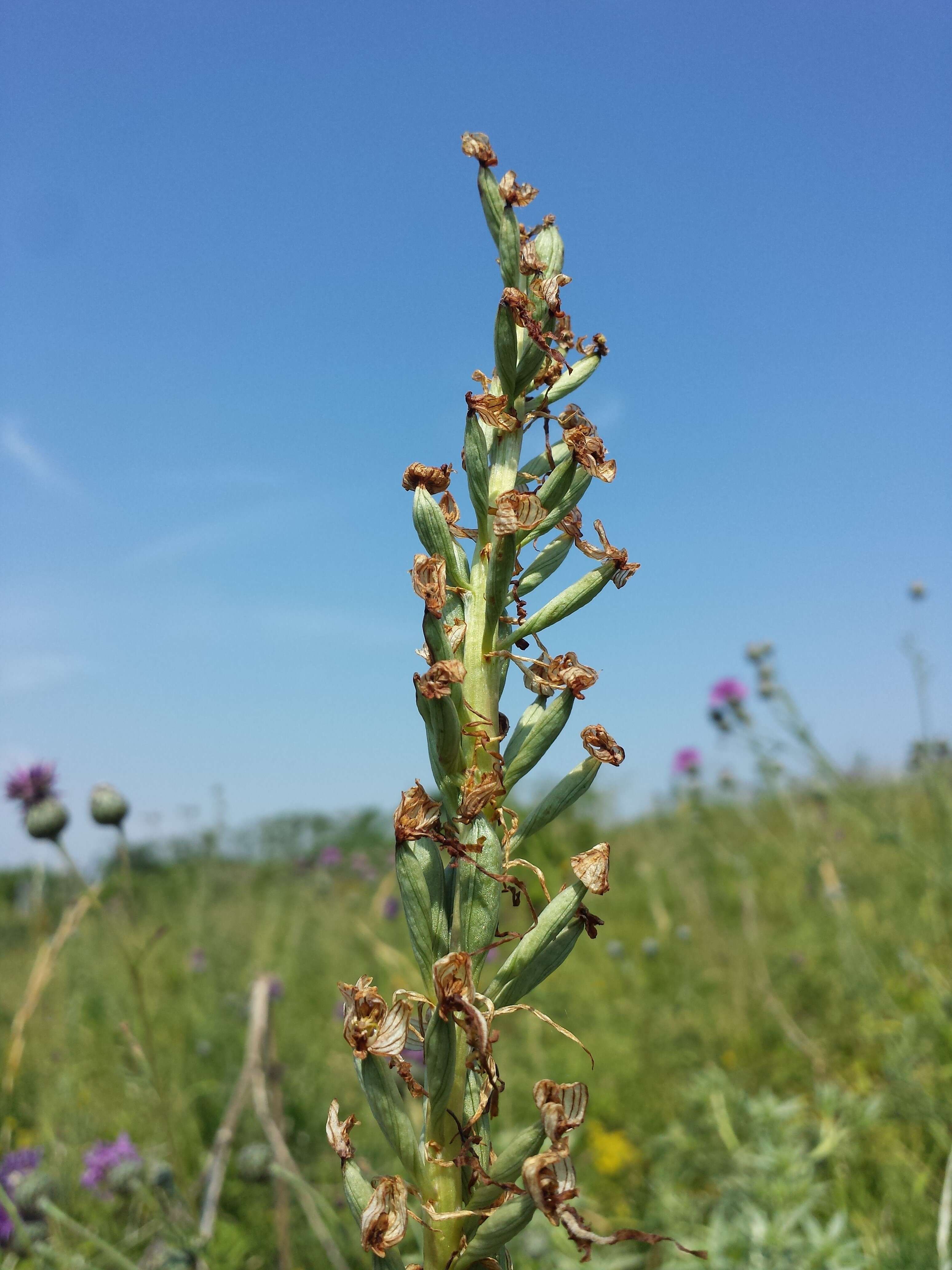 Image of Adriatic lizard orchid