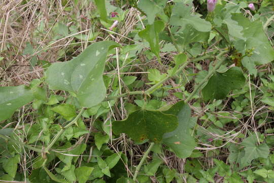 Smilax bona-nox L. resmi