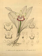 Image of Warczewiczella marginata Rchb. fil.