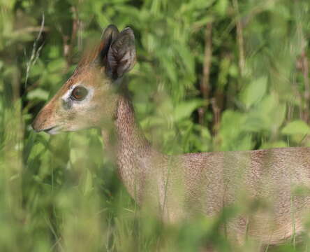 Image of Kirk's Dik-dik