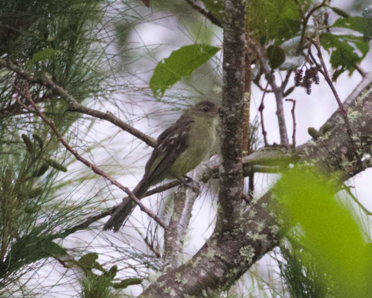 Image of Peruvian Tyrannulet