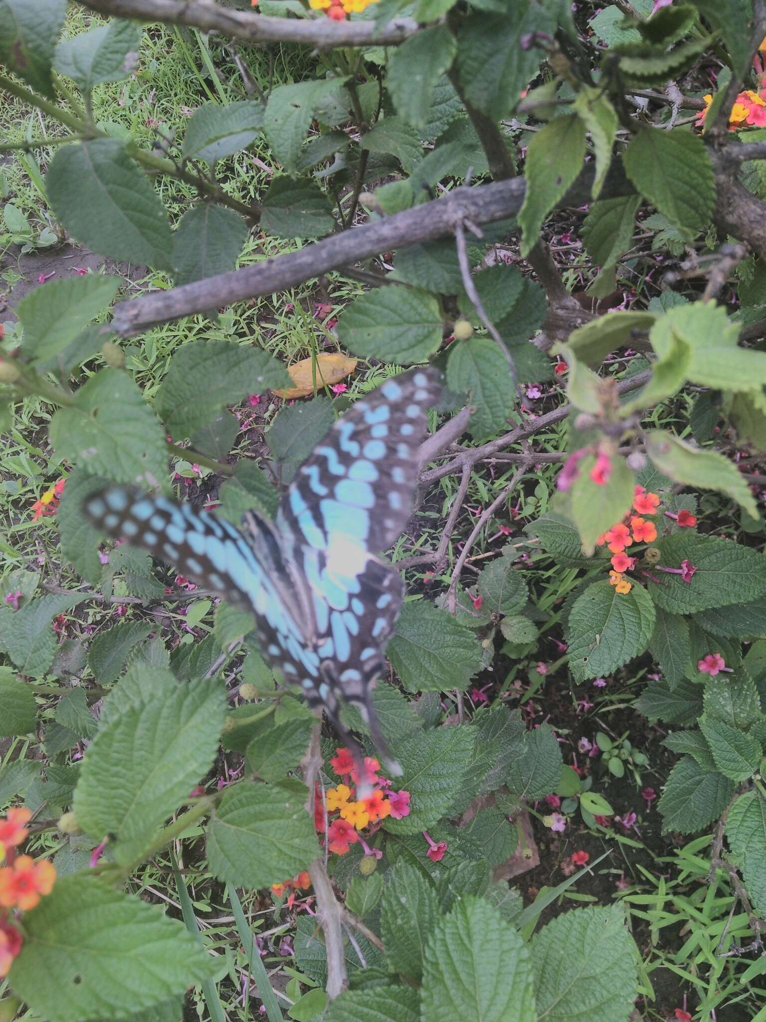 Image of Graphium antheus (Cramer (1779))