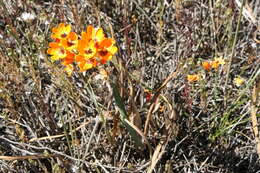 Image of Ixia calendulacea Goldblatt & J. C. Manning