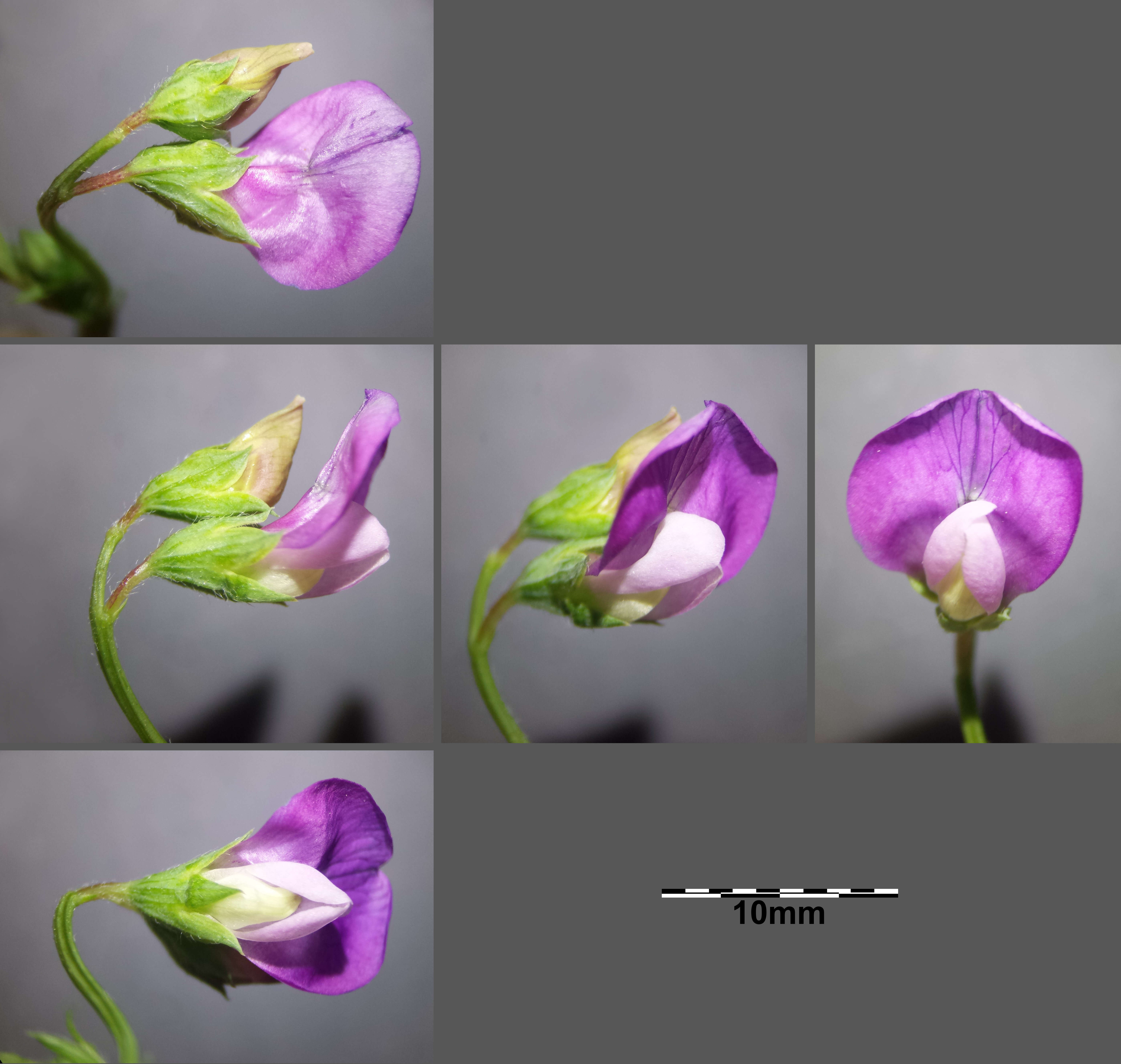 Lathyrus hirsutus L.的圖片