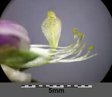 Lathyrus hirsutus L.的圖片