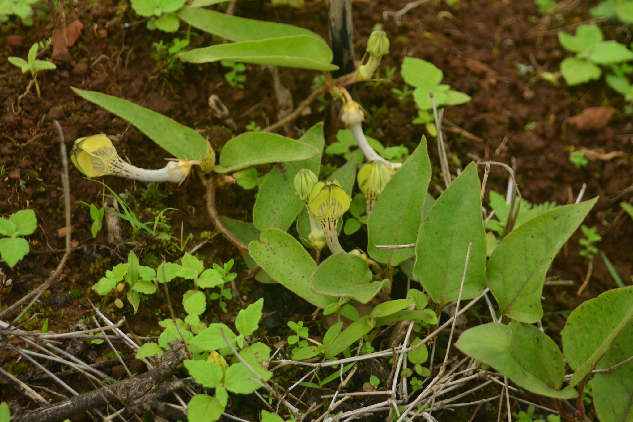 صورة Ceropegia hirsuta Wight & Arn.