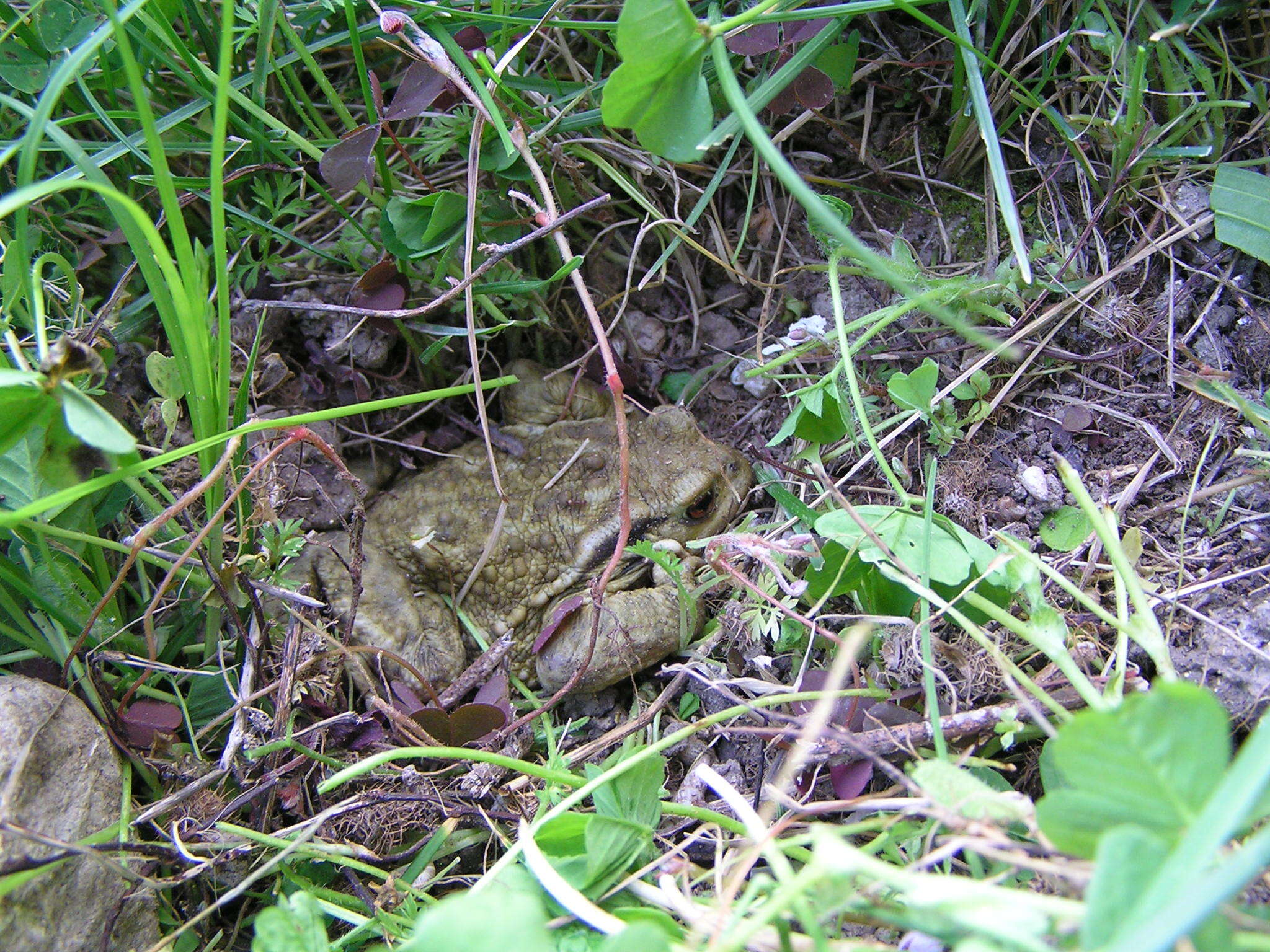 Image of Common Toad