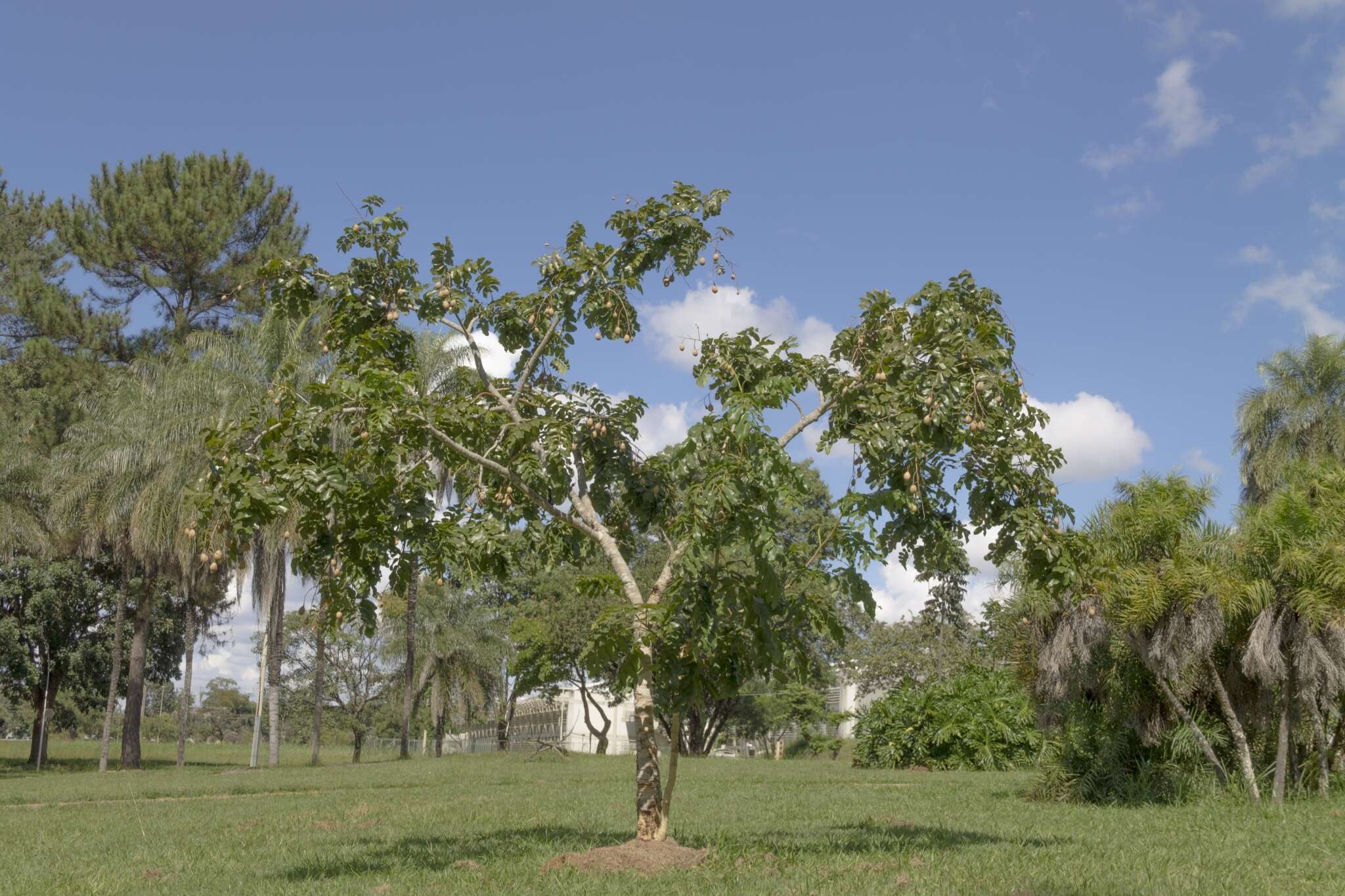 Image of Baru tree