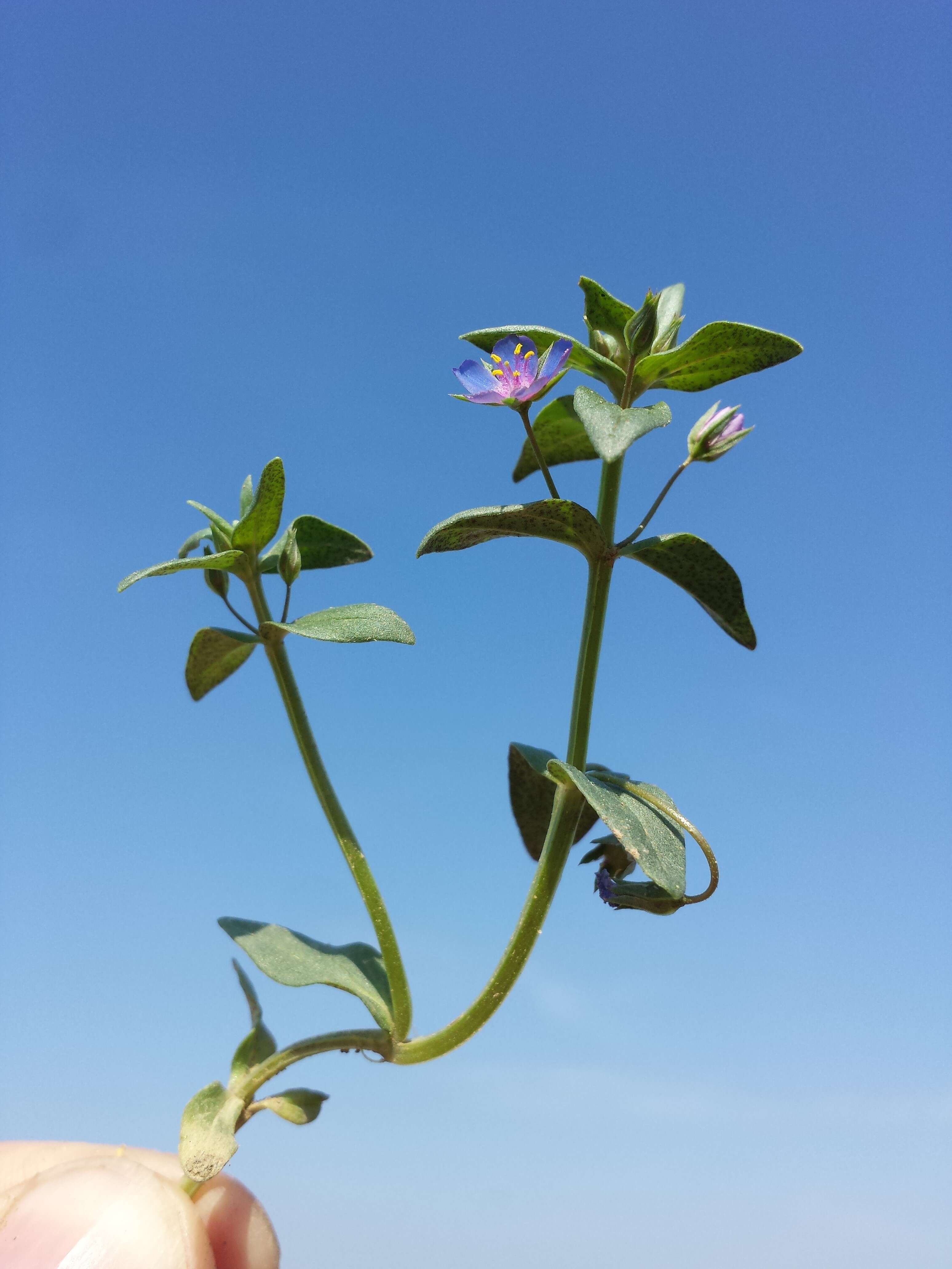 Imagem de Lysimachia foemina (Mill.) U. Manns & Anderb.