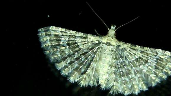 Image of Montana Six-plume Moth